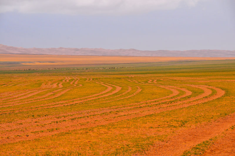 Mongolie